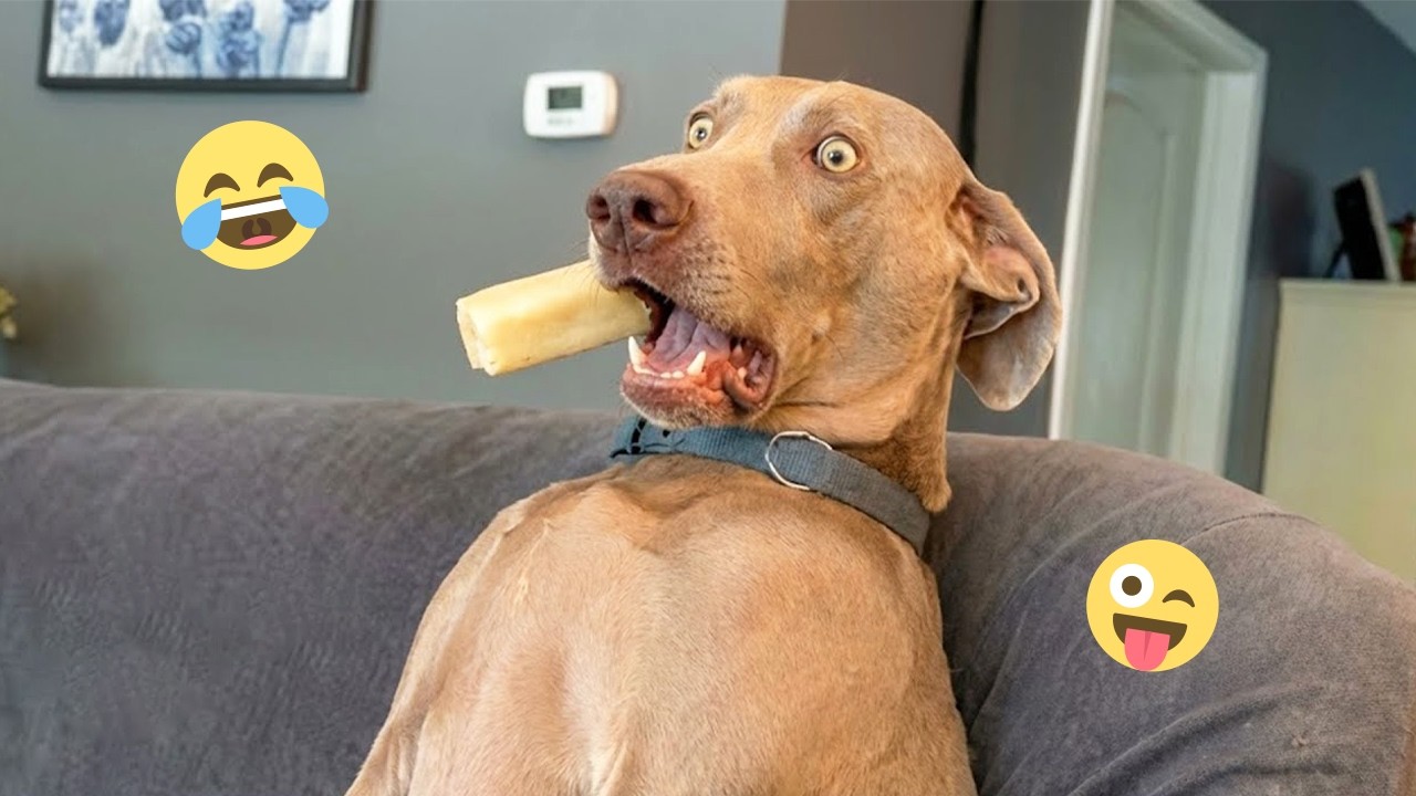 I Asked for a Pet, Got a Comedy Show 😂🐶 | Funny Dog Video 2026 #29