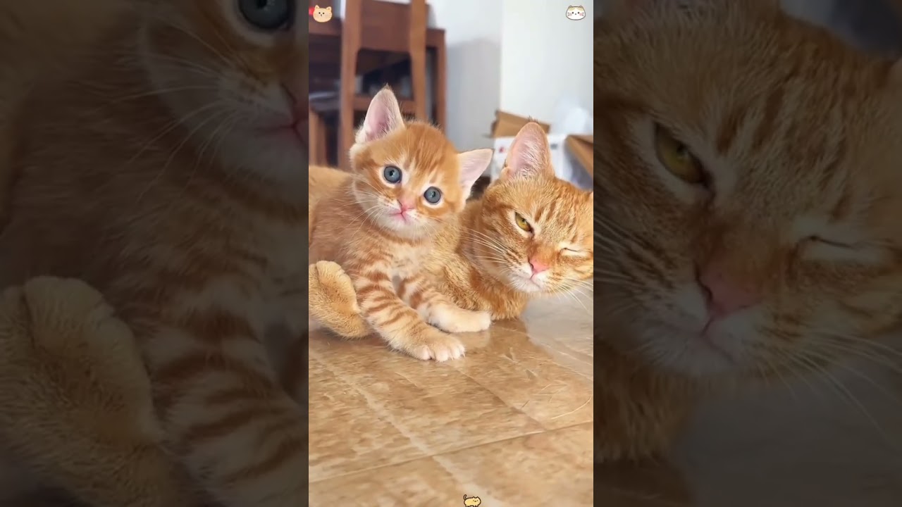 Cats with their kittens