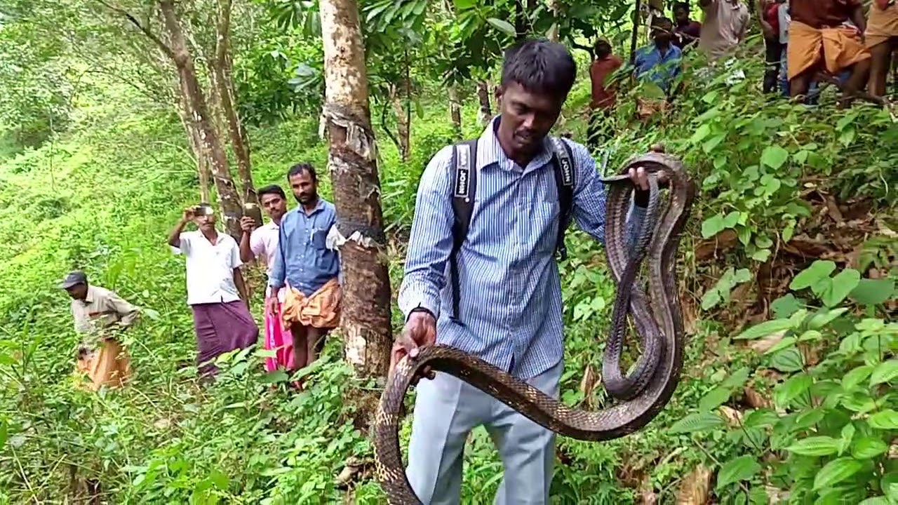 172 -മത് രാജവെമ്പാലയെ പിടികൂടി കാട്ടിലേക്ക് വിട്ടയക്കുന്ന വീഡിയോ