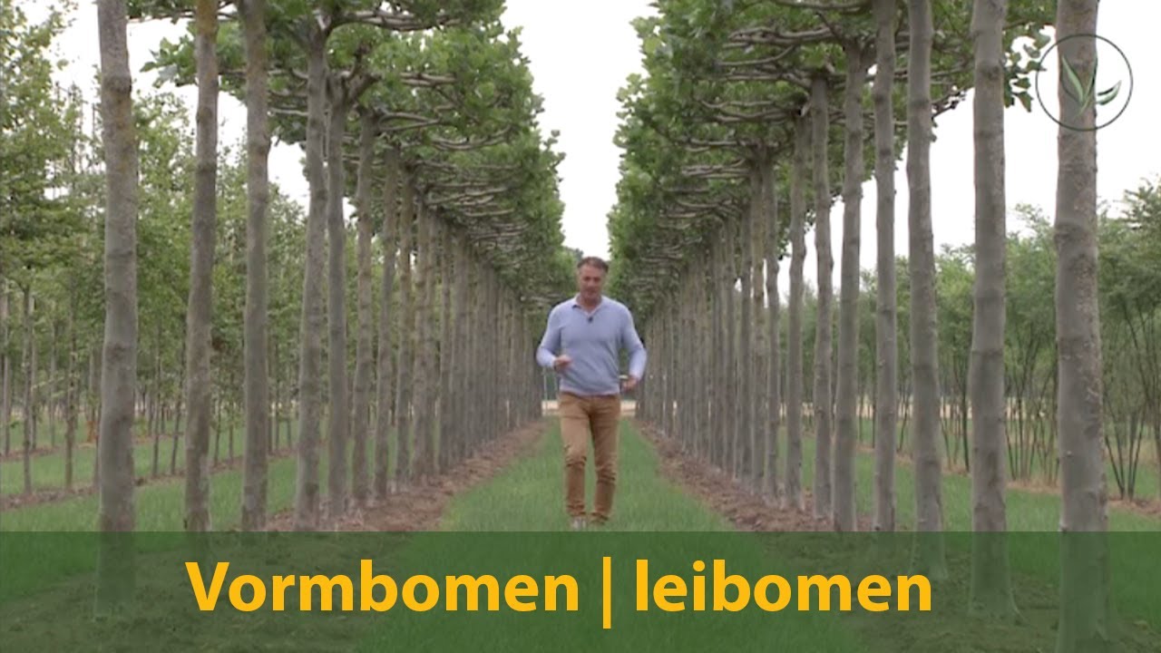 Leibomen / vormbomen | een blikvanger in de tuin | Haagplantenkopen.be