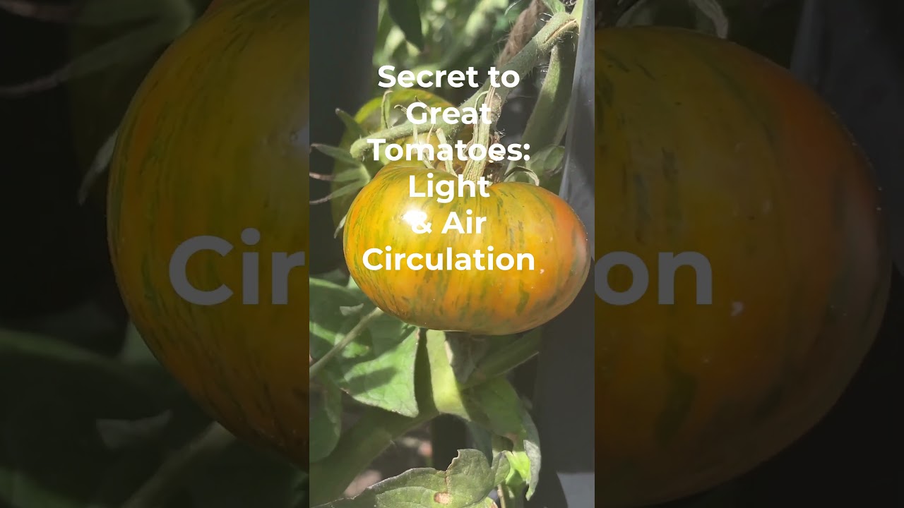 How to Grow Better Tomatoes  #garden #beginnersgardening #gardening101 #gardening #gardeningbasics