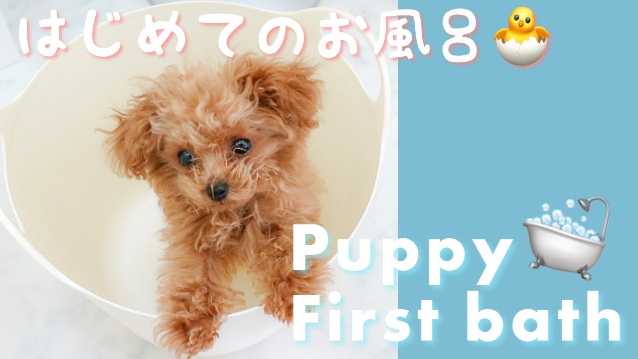 【ティーカッププードル】生後4ヶ月の仔犬🐶はじめてのお風呂🛁🐣Teacup poodle puppy  first bath【マシェたん&ジルたん】