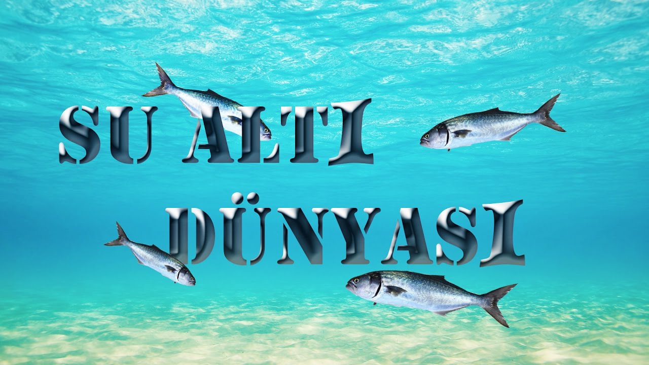 Saroz Su Altı Belgeseli  Bitki M&uuml;hendisi  balık&ccedil;ılık