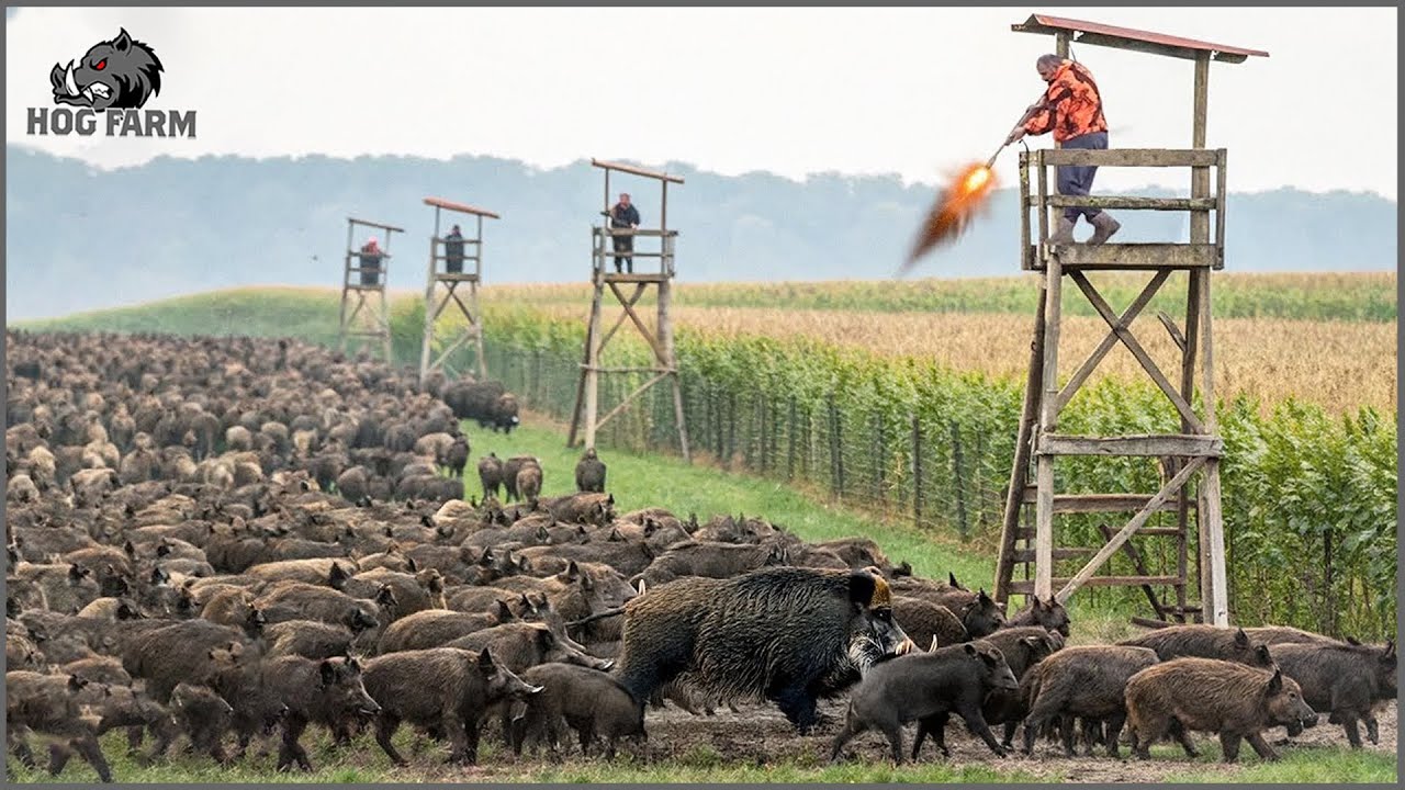They Came in Hundreds &ndash; How Farmers CRUSHED the Wild Boar Threat! | Hog Farm