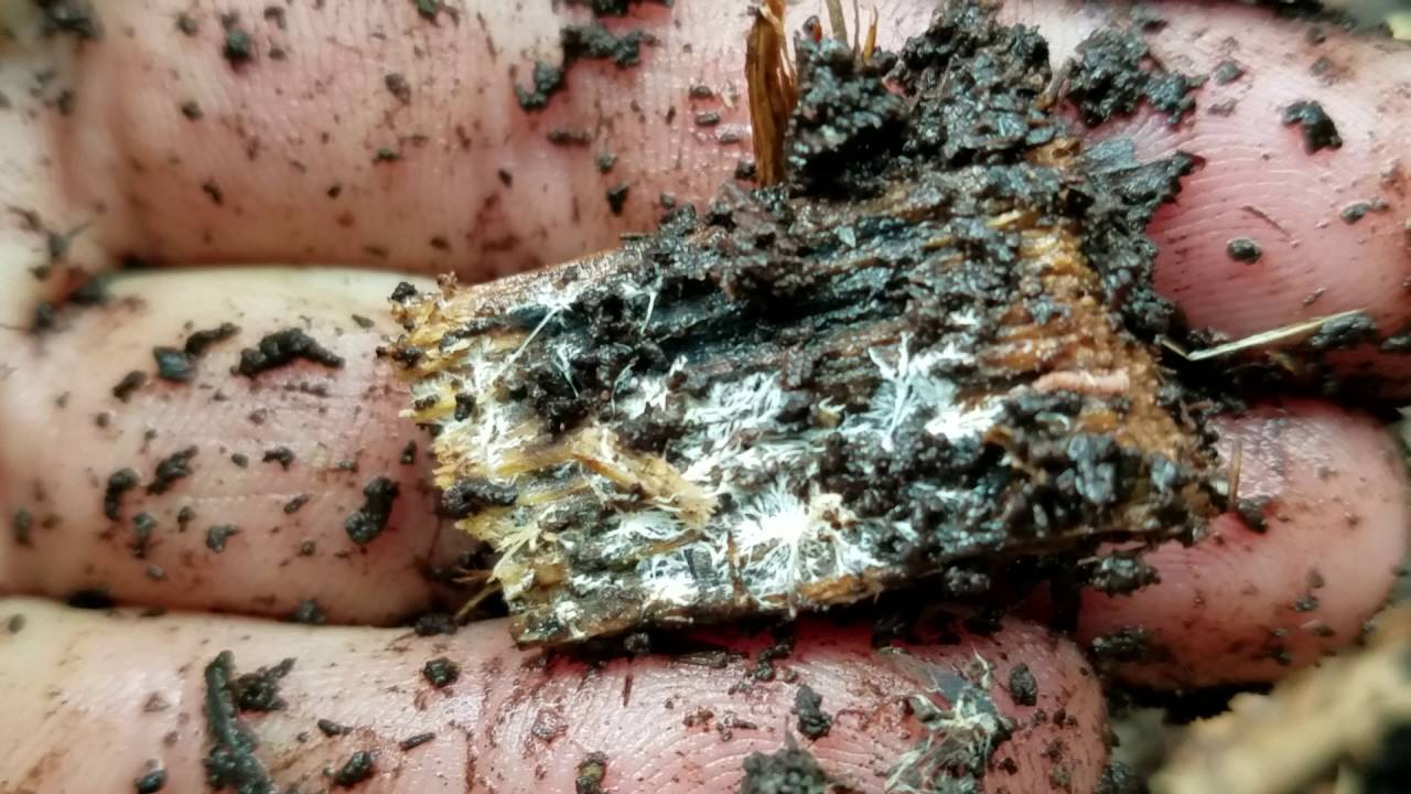 Soil part 1 - Soil life- what your soil should look like in 2 months!
