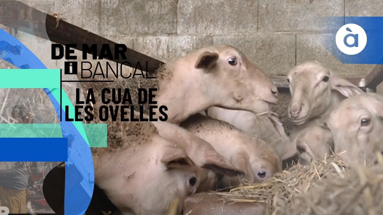 La cua de les ovelles - De mar i bancal