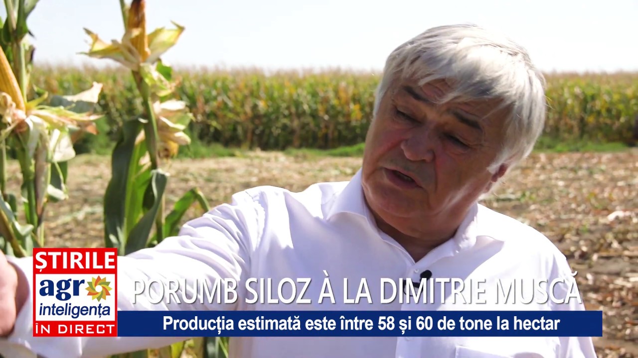 Recoltarea porumbului de siloz în ferma lui Dimitrie Muscă