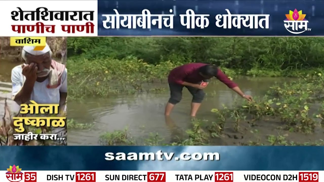 सोयाबीन पिकं पाण्याखा, वाशिम जिल्ह्यात पावसाचा तडाखा | Washim soybean crop loss | Rain