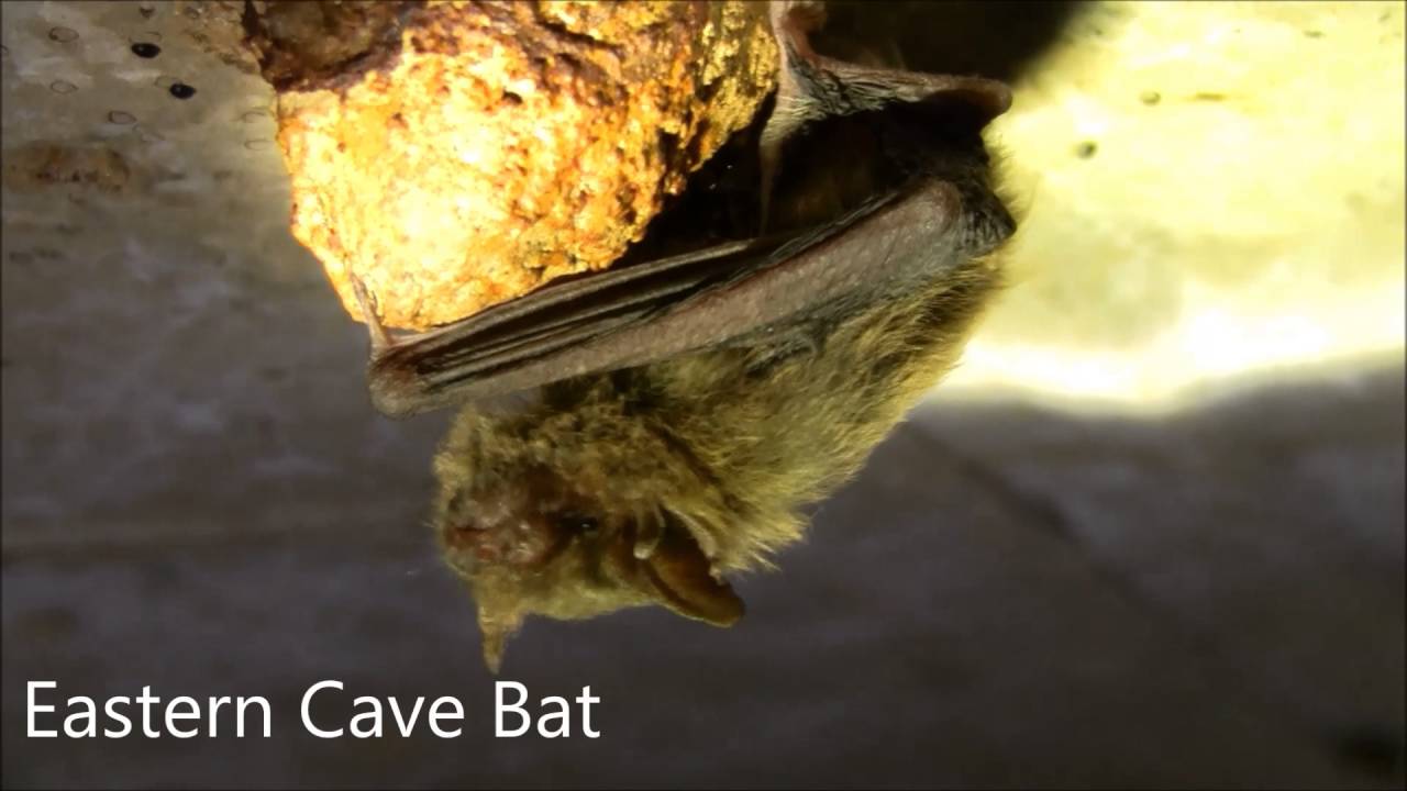 Australian Mammals Part 5: Bats and Rats