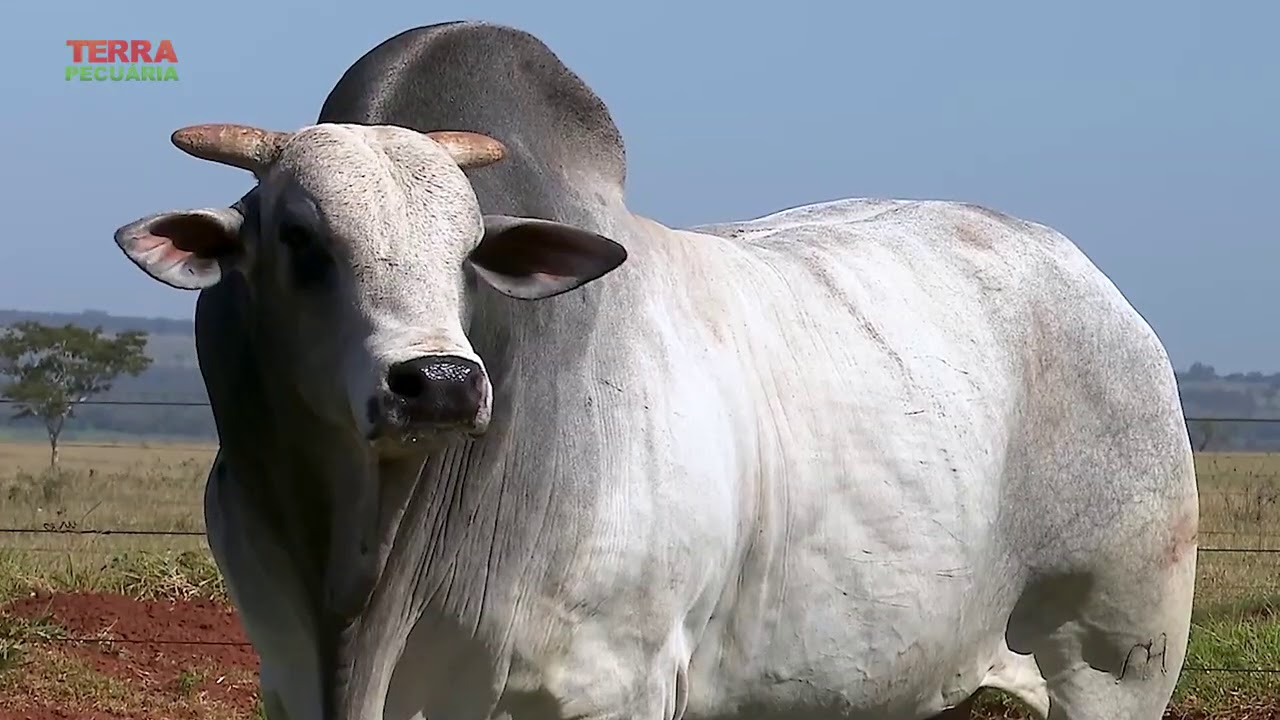 TERRA PECUÁRIA - LEILÃO NELORE AYMORÉ 2020