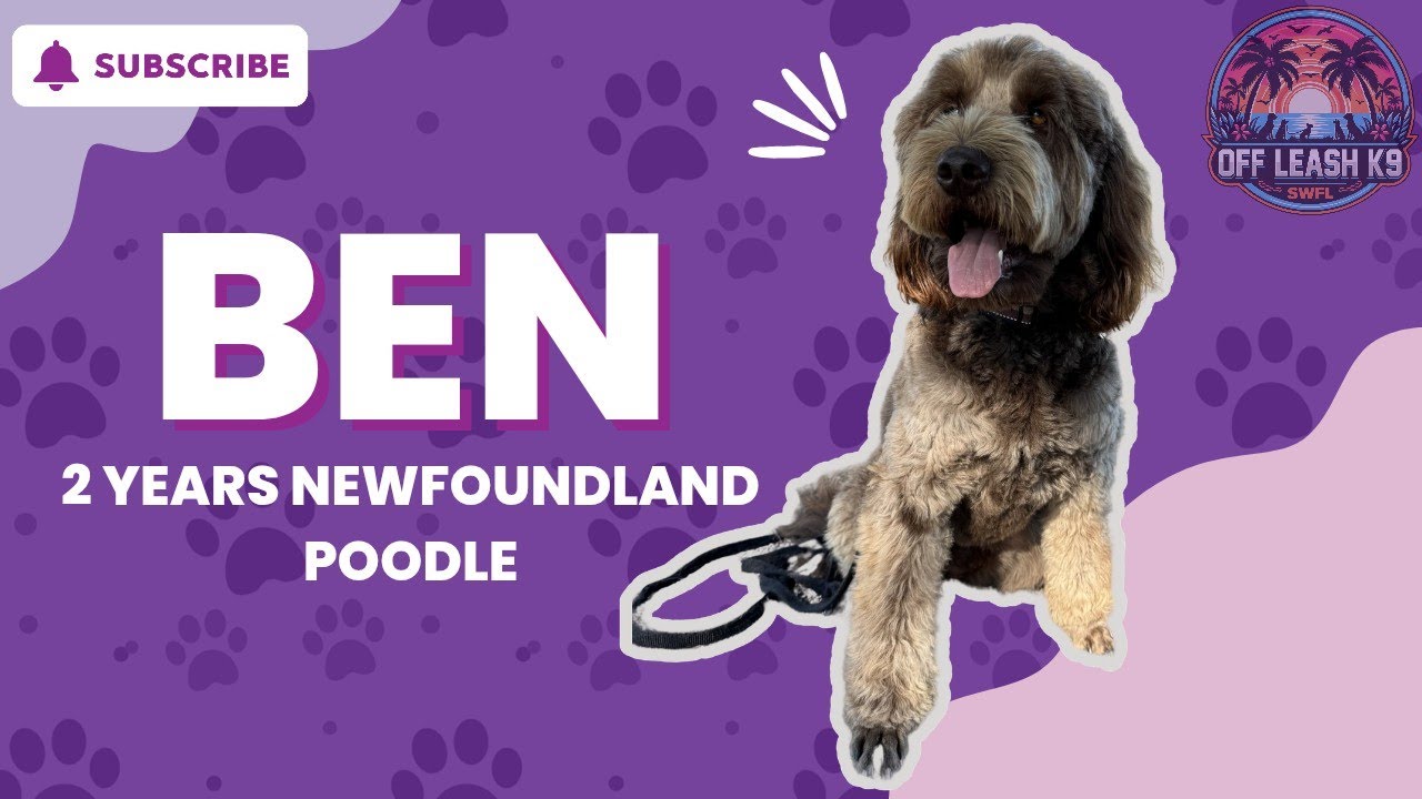 BEN | 2 YEAR OLD NEWFOUNDLAND POODLE | 2 WEEK BOARD & TRAIN