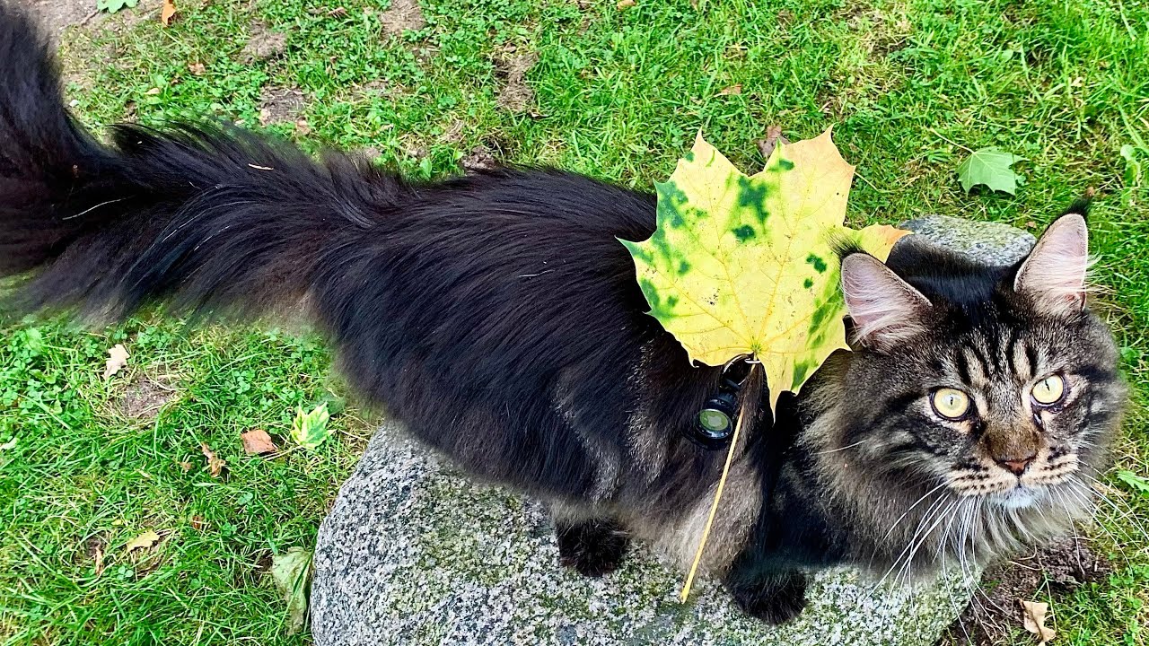 Katzenspaß im Herbst 🍂🐾 | Cat’s Autumn Fun