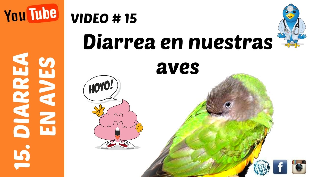 Diarrea periquito, agaporni, ninfa, ...