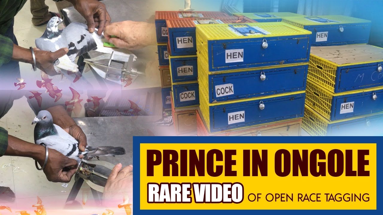 270 kms OPEN RACE TAGGING FULL VIDEO