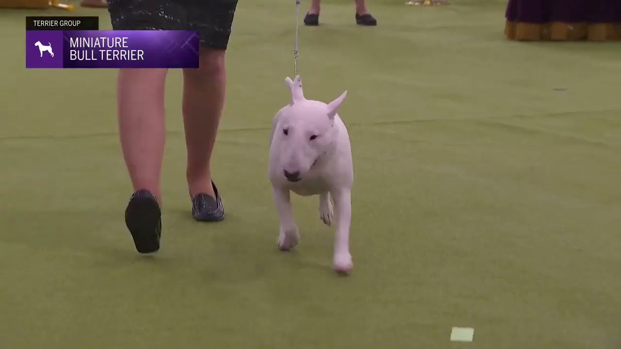 Miniature Bull Terriers | Breed Judging 2026