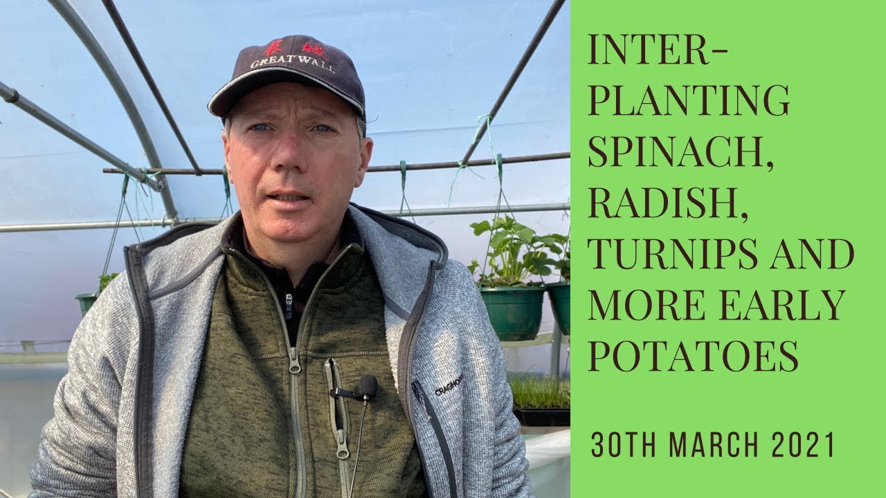 Interplanting spinach, radish, turnips and more early potatoes