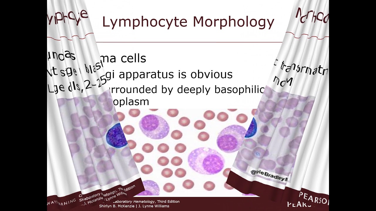 Chapter 8 - Lymphocytes