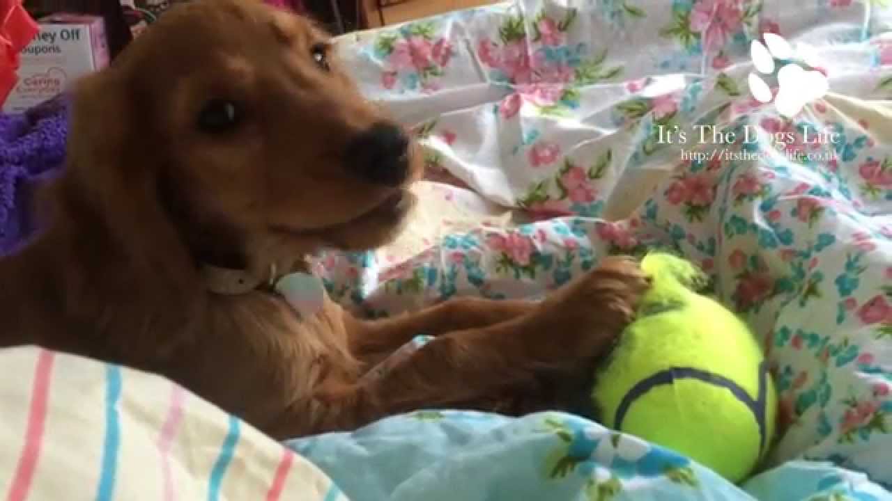 Little Pea Playing with a Kong Air Dog from BarkBeats