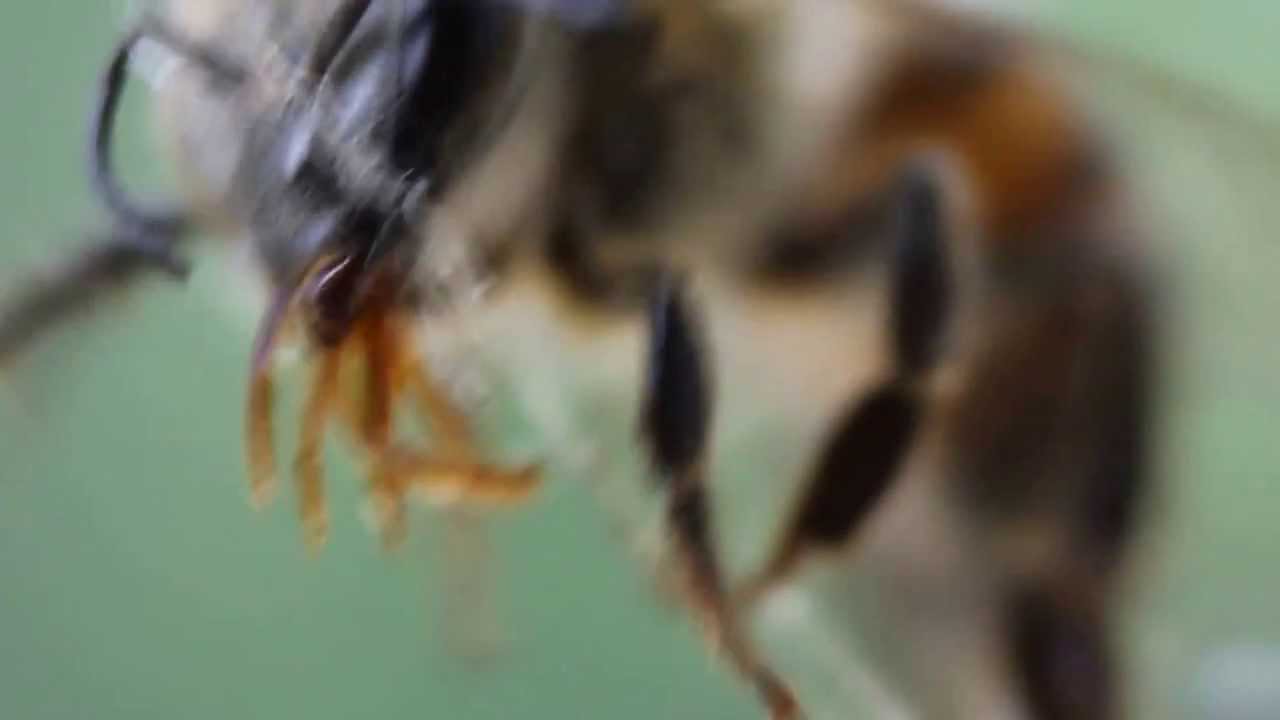 abeja