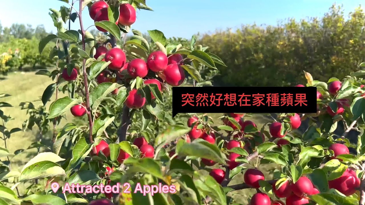Edmonton摘蘋果日記 在加拿大有開放新鮮摘食農場一定要衝