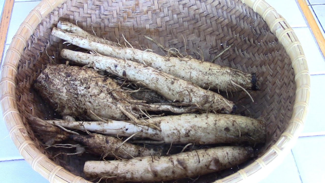 burdock root and how to prepare
