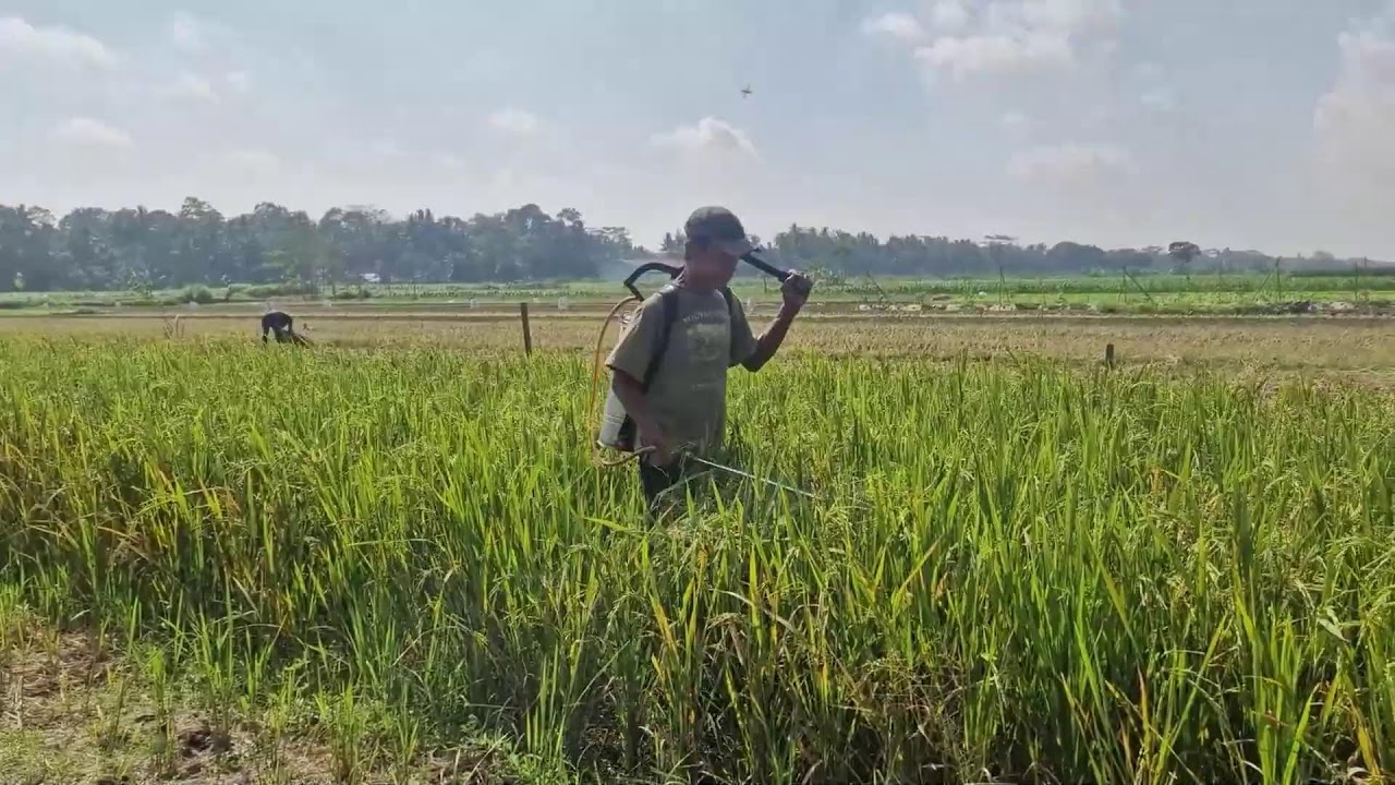 BRILLIANT PEST CONTROL TECHNIQUE WITH INNOVATIVE TOOL! NO MORE PESTS! - Agricultural Farming