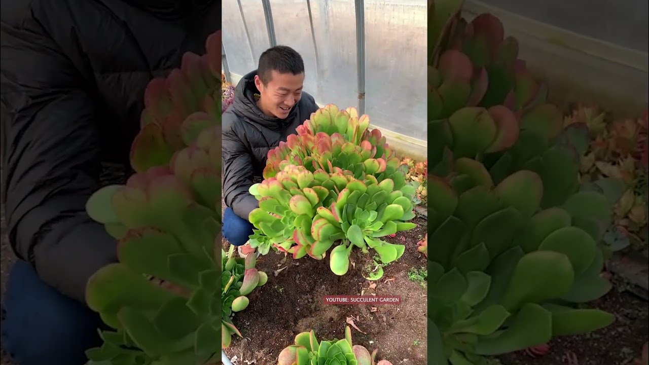 Harvest succulents 多肉植物 | 다육이들 | Suculentas
