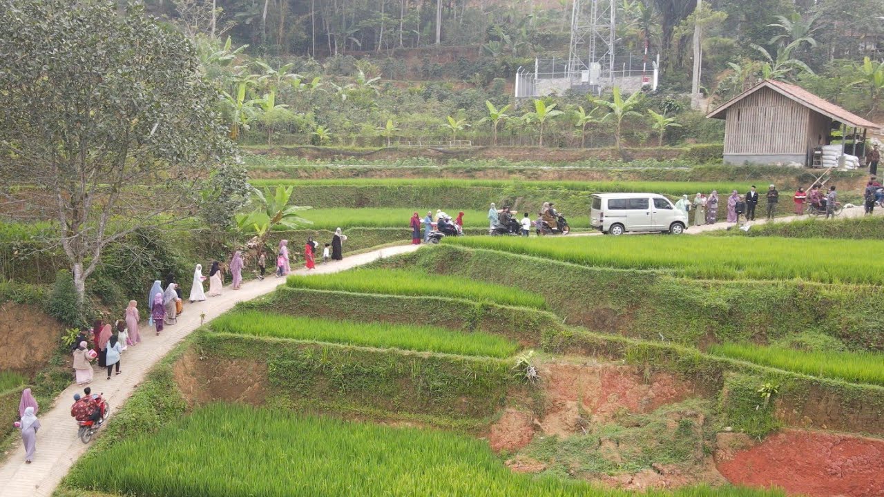 Penuh Perjuangan Antar Pengantin Melewati Sawah Indah Di Pelosok Kampung, Pernikahan Viral Di Desa