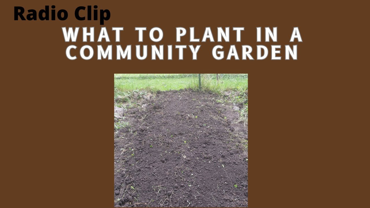 Что выращивать в общественном саду - видеоролик о садоводстве