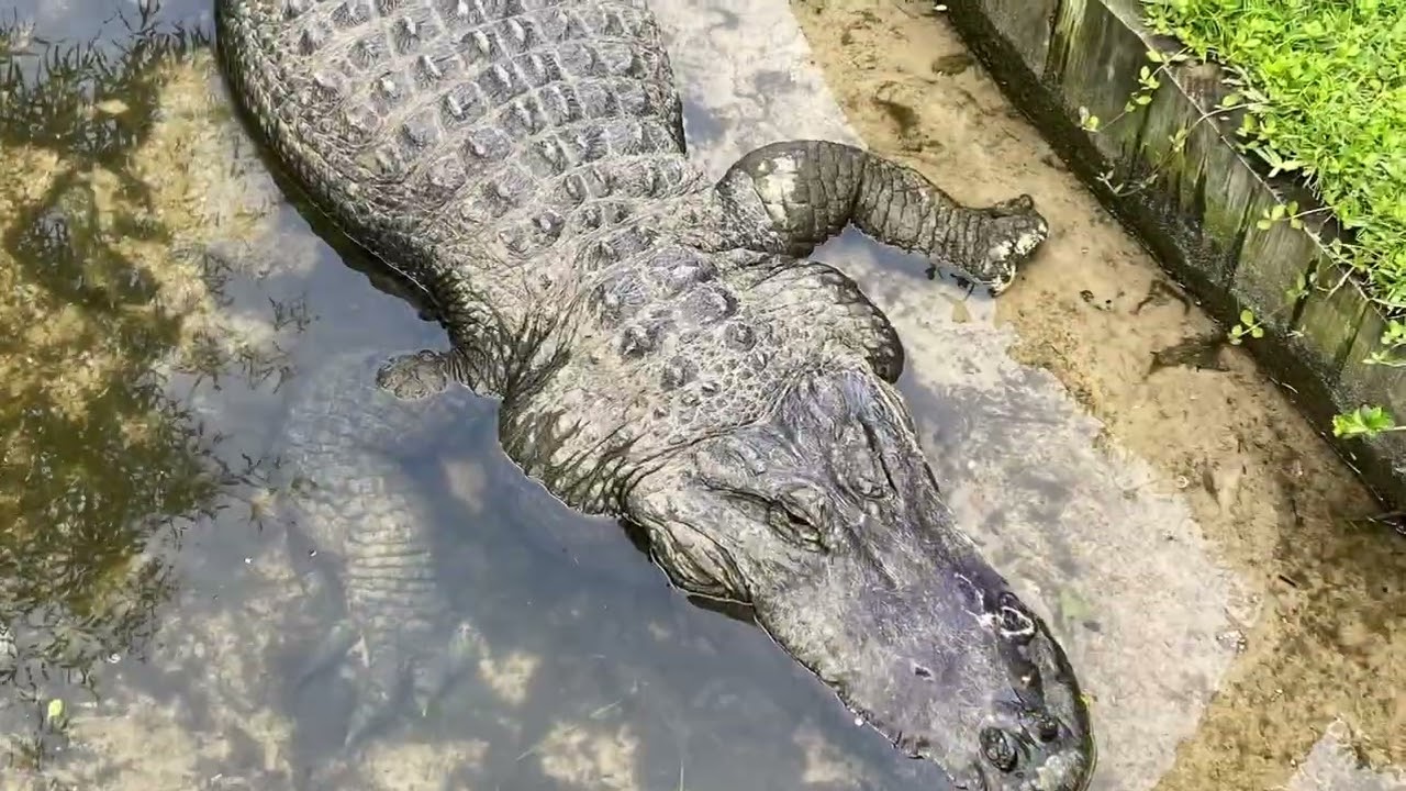 Visiting Gator Land