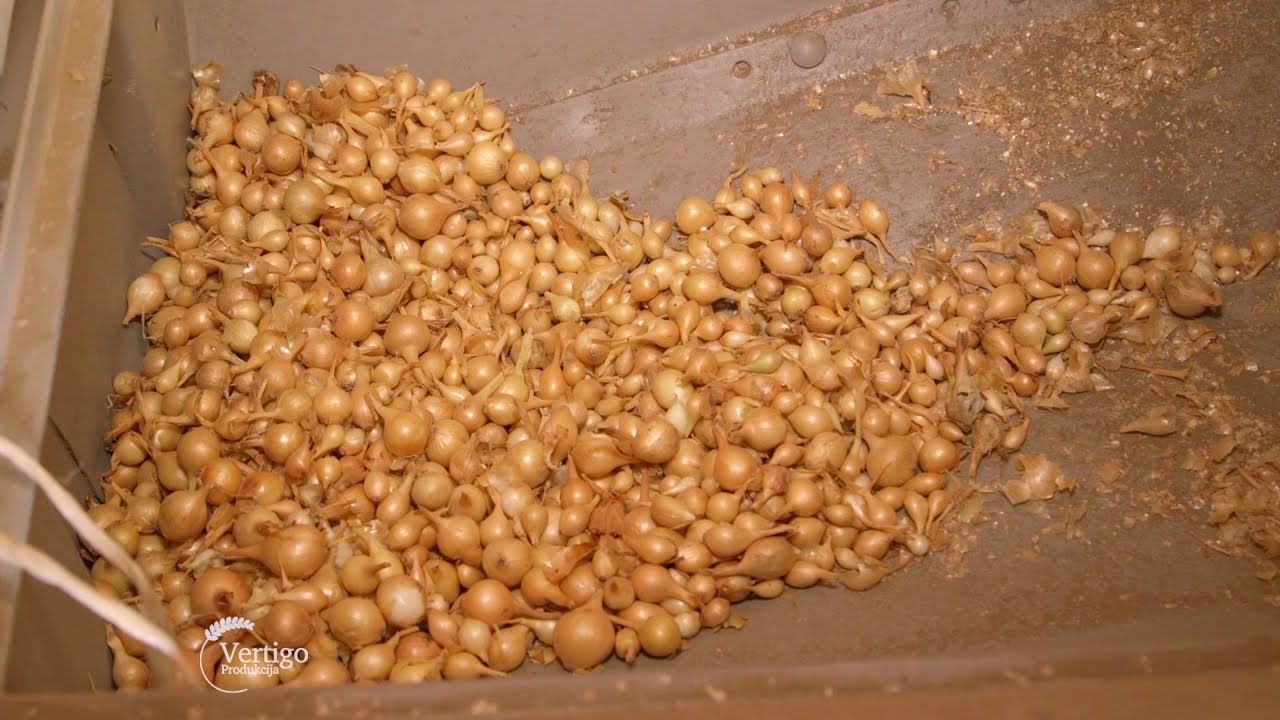 Proizvodnja luka arpadzika na Severu Banata - U nasem ataru 766