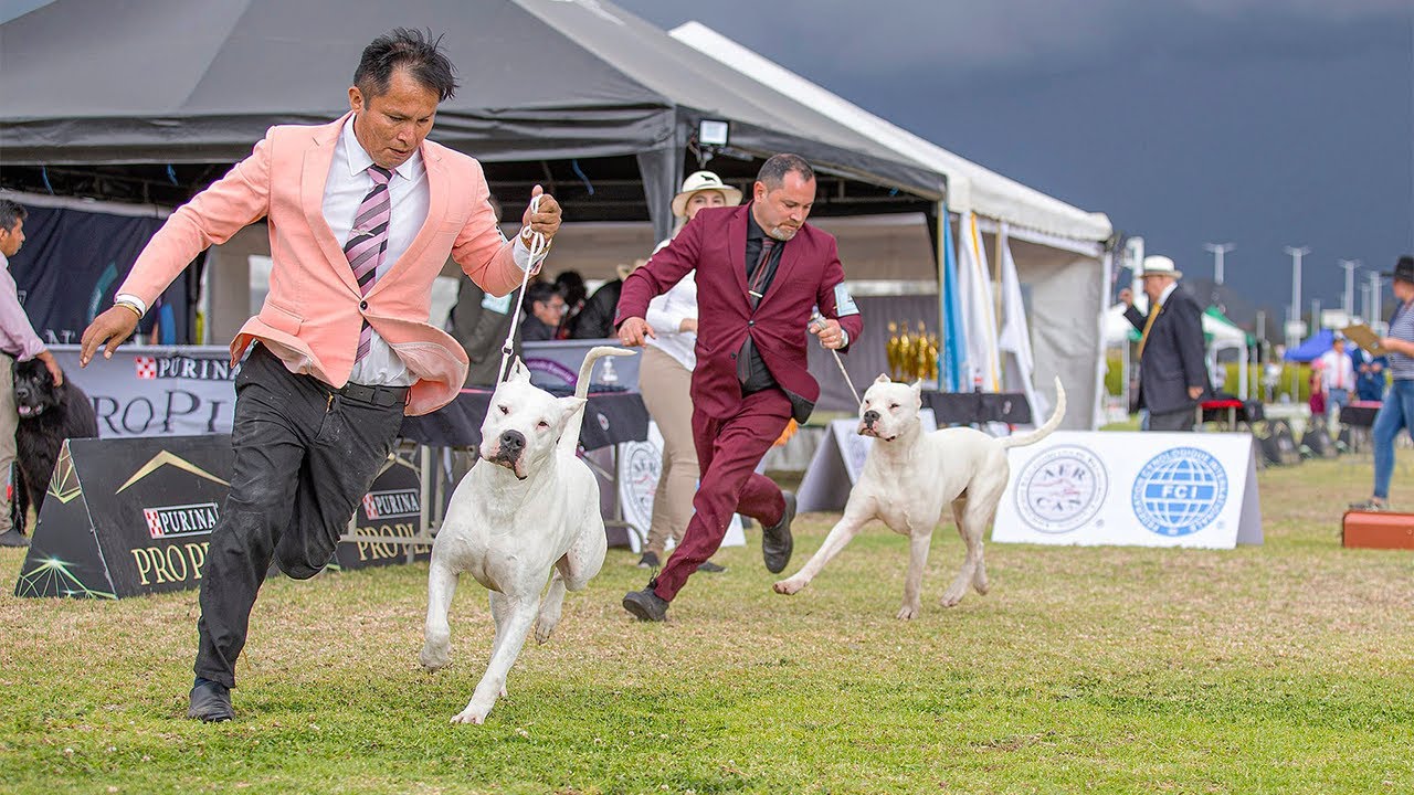DOGO ARGENTINO en la pista - Exposición de Dogo argentino