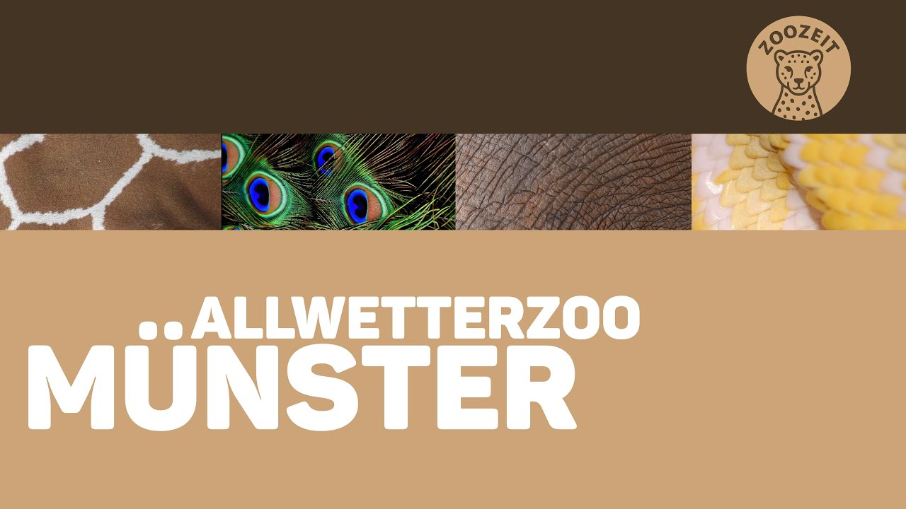 ALLWETTERZOO MÜNSTER • Kurzer Rundgang durch den größten Zoo des Münsterlandes!