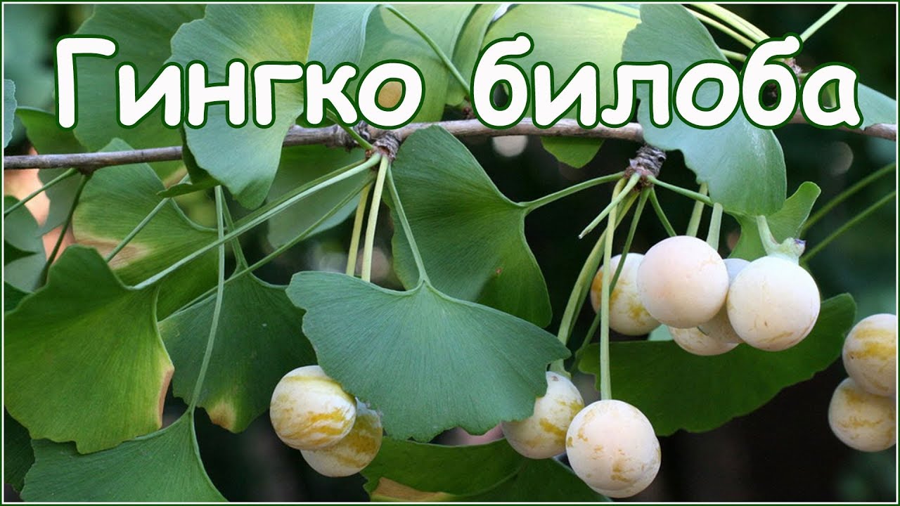 Гингко билоба двулопастный - стратификация семян и посадка