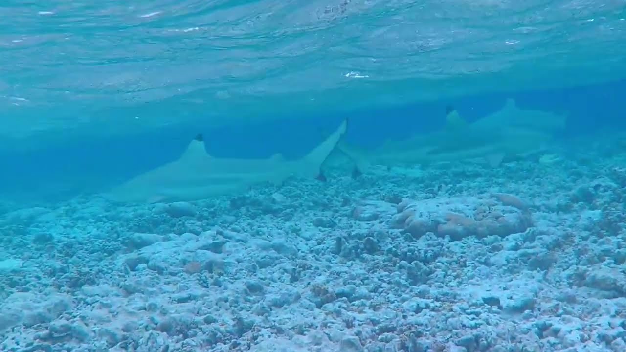 Proof that my camo swimsuit does work! Episode 2