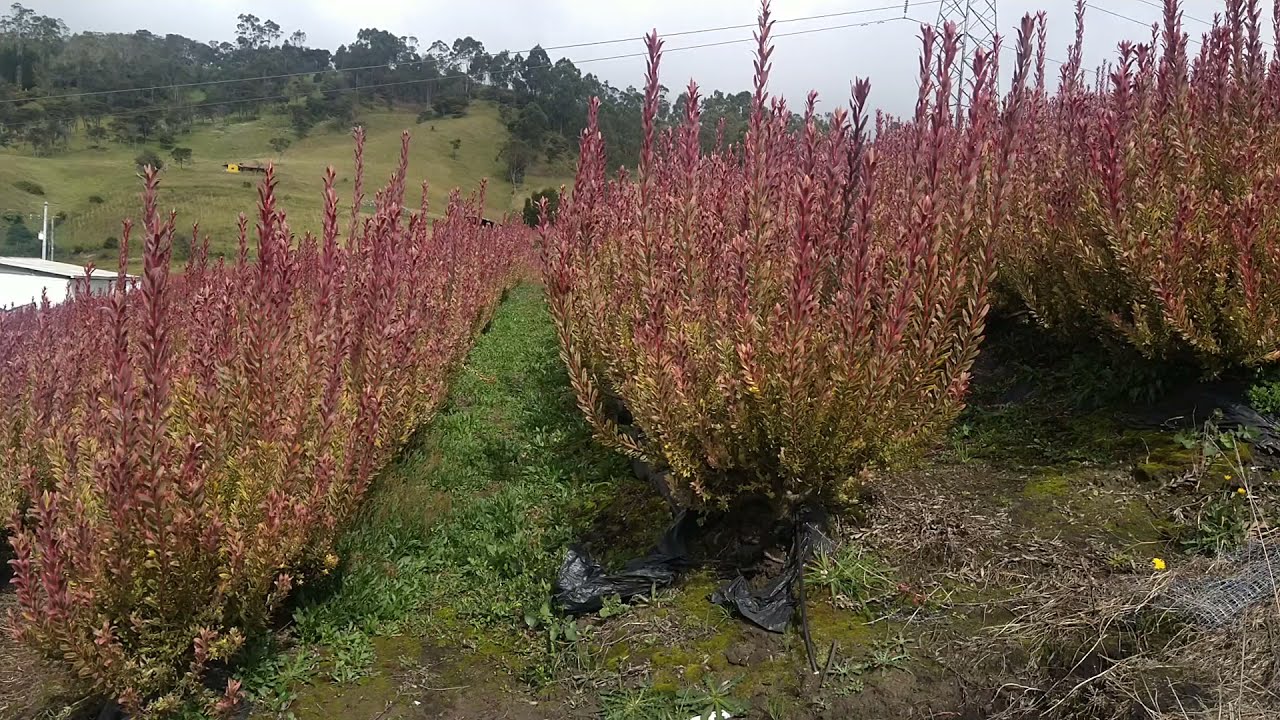 Instalacion Crop Booster en Cultivo de Proteas en Cundinamarca, Colombia