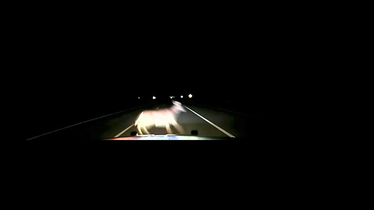 Dash & Body Camera Video Of 100 mph Deer Strike
