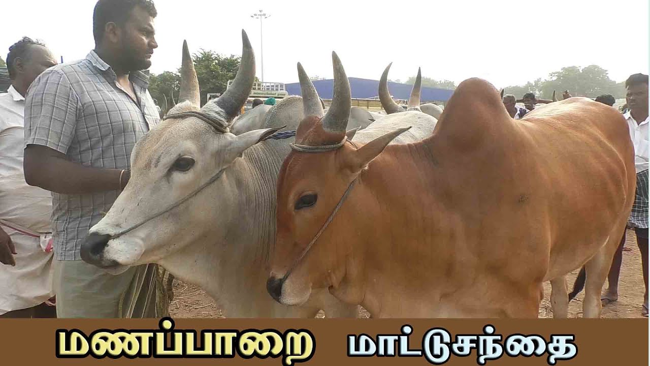 Manapparai mattu santhai | மணப்பாறை மாட்டு சந்தை