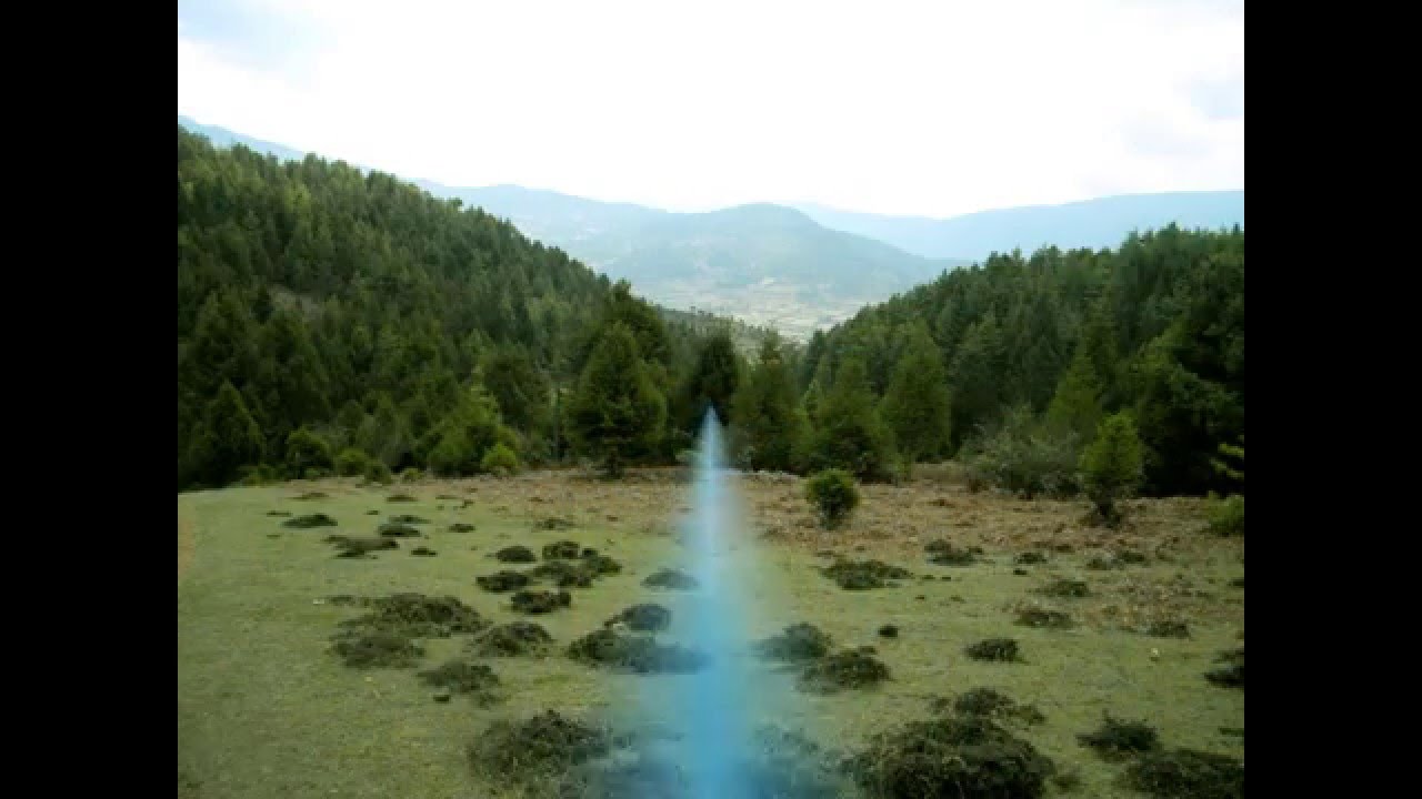 Natural Vegetation