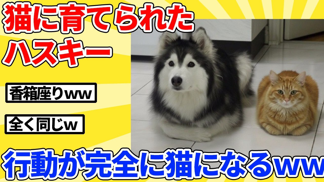 【2ch動物スレ】猫に育てられたハスキー、見た目と行動が完全に猫になるｗｗｗｗｗ