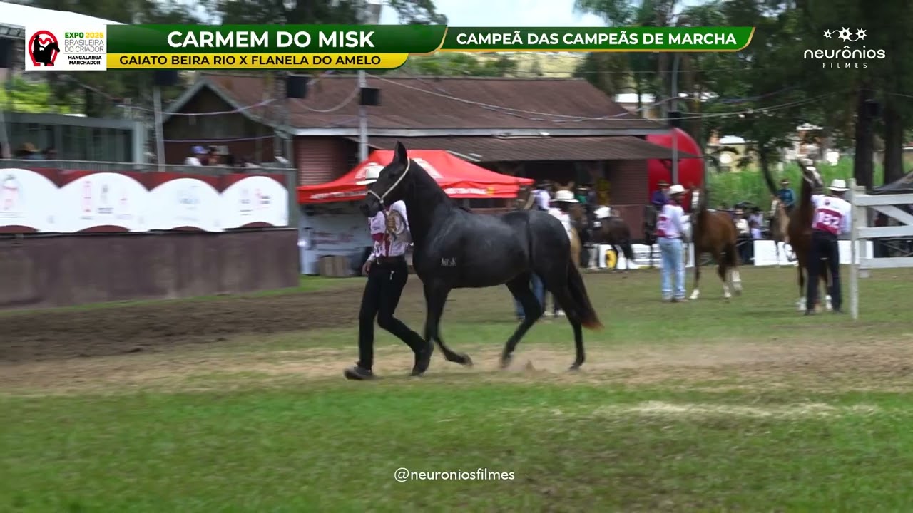 🐴 A melhor potra da atualidade  CARMEM DO MISK - A Pantera Negra #abccmm #mmtv #cavalo #misk #horse