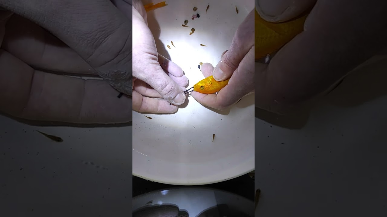 Taking a fry from Labidochromis yellow