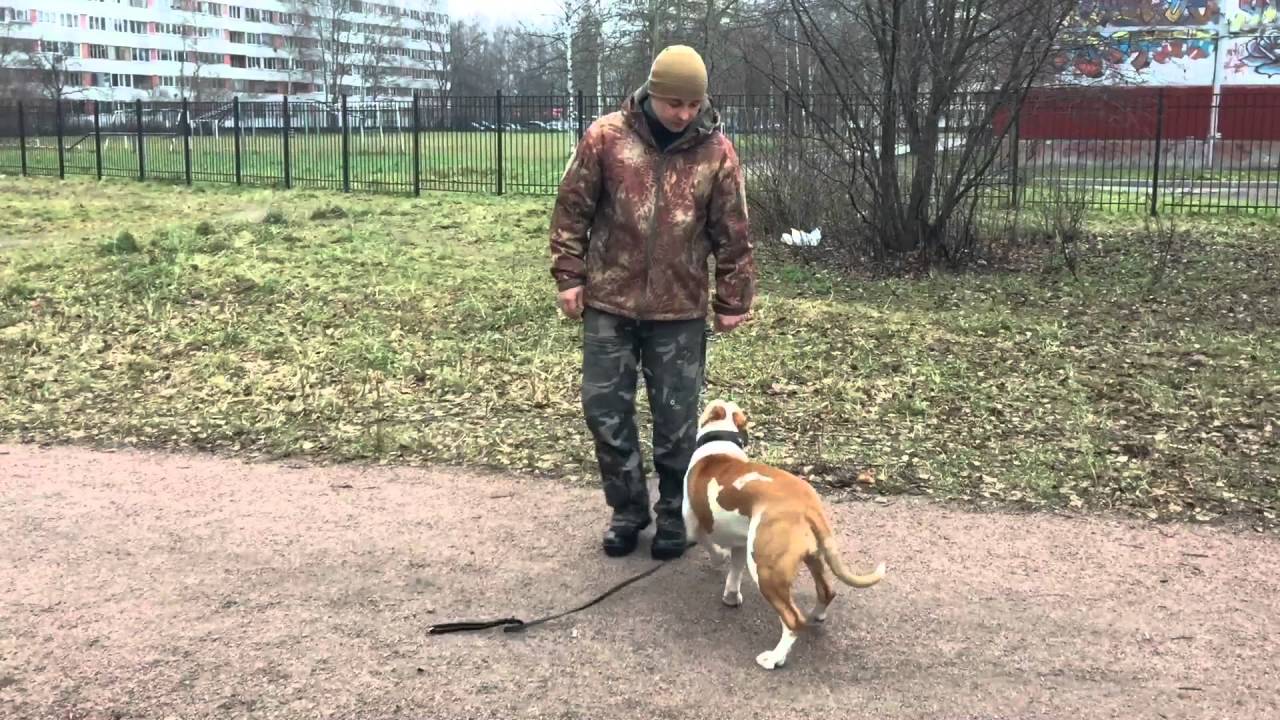 Дрессировка стаффордширского терьера. Школа дрессировки собак АРТДОГ. 10 дней дрессировки.