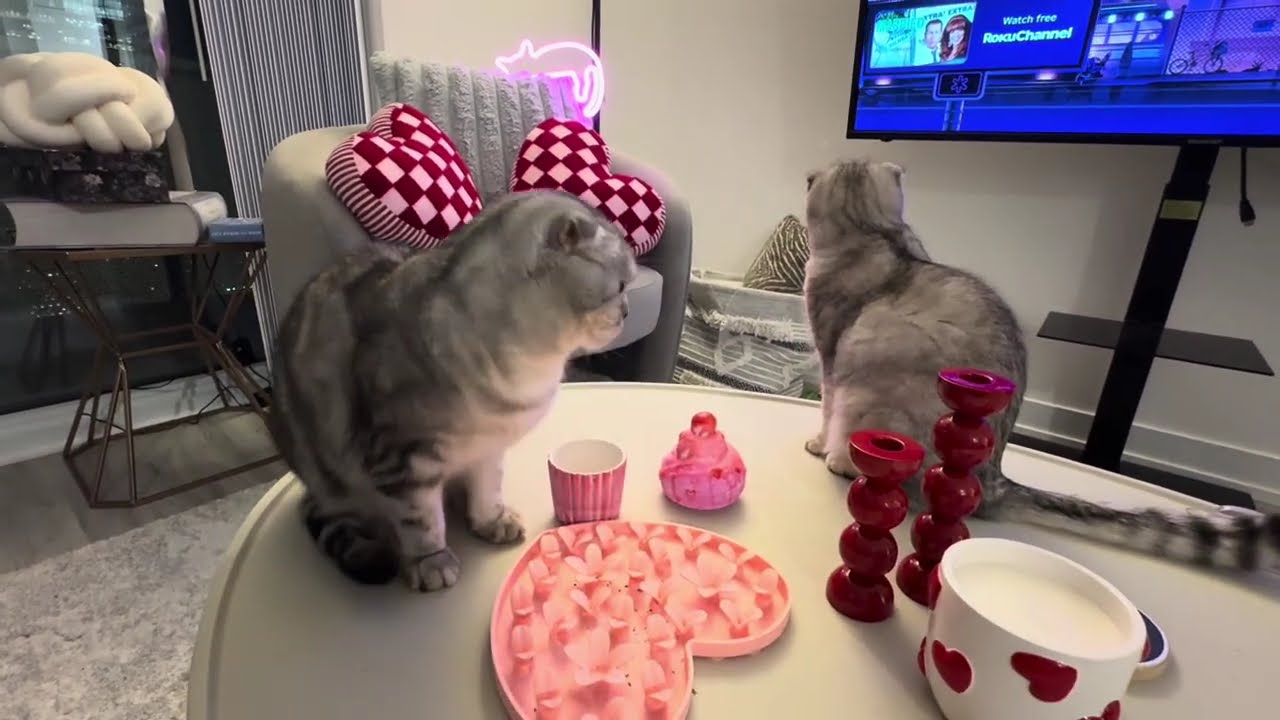 Pinky & Khaky on Calentine's Day dinner 🐱🐱🐱