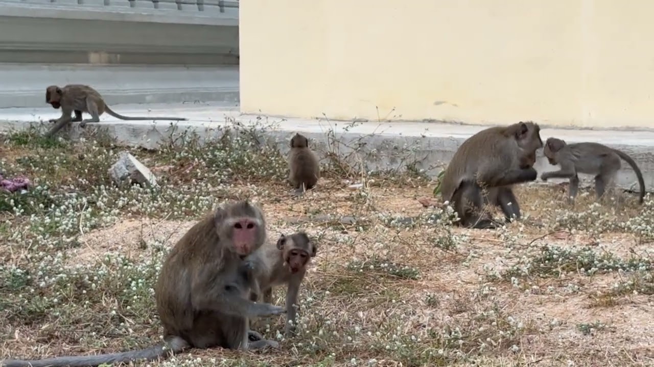 Monkeys eat Grass flowers
