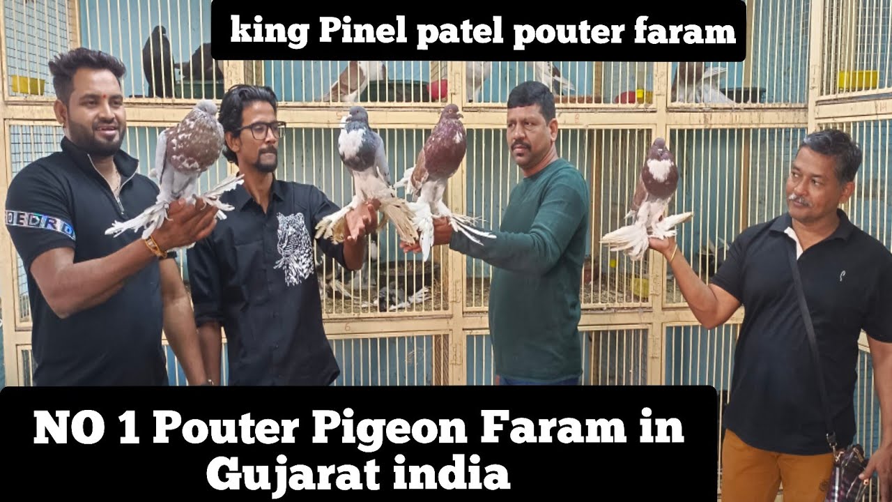 (BIG BIG) POUTER PIGEONS FARM | IN GUJARAT INDIA | ( KING PINEL PATEL LOFT )