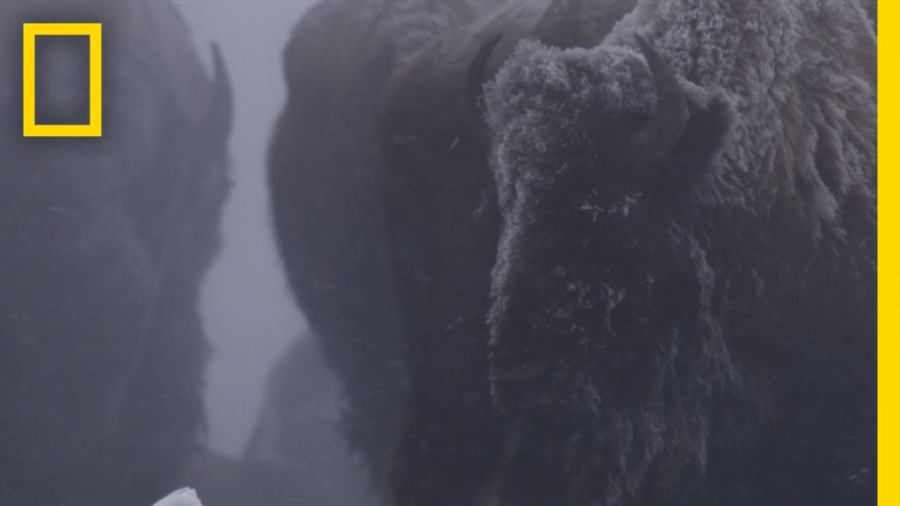 Bison in Harsh Winter | Untamed Americas