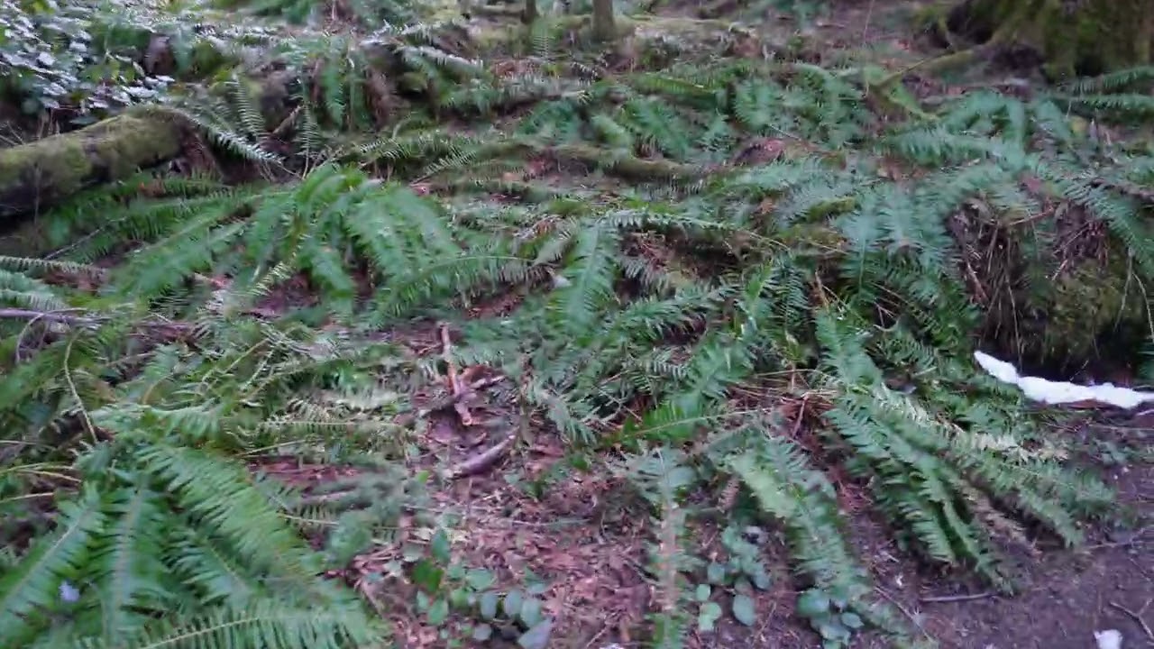 Hike to Elk Falls Vancouver Island