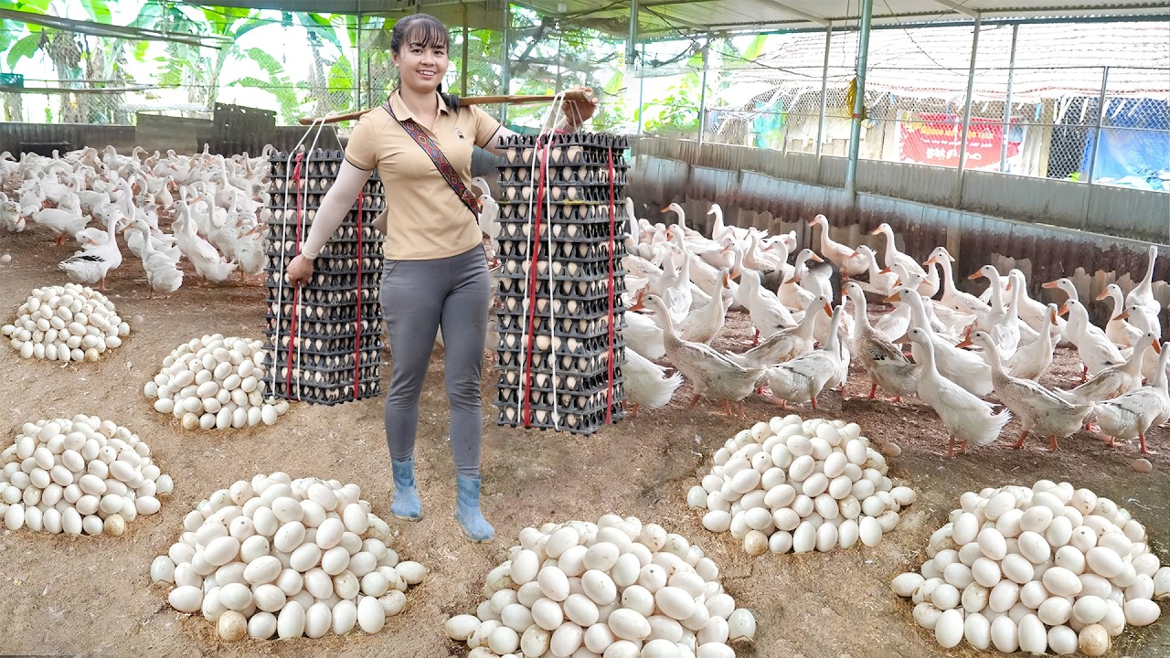 Use 3-Wheeled Truck Harvesting Many Ducks Eggs Goes To Market Sell, Duck Farm - Farm Life