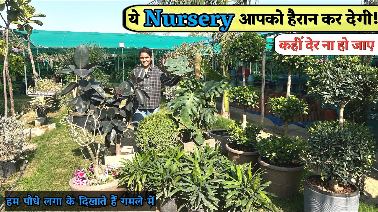 Noida की इस Nursery में इतने सस्ते Plants मिलते हैं , 99% लोग इस Hidden Nursery को नहीं जानते!